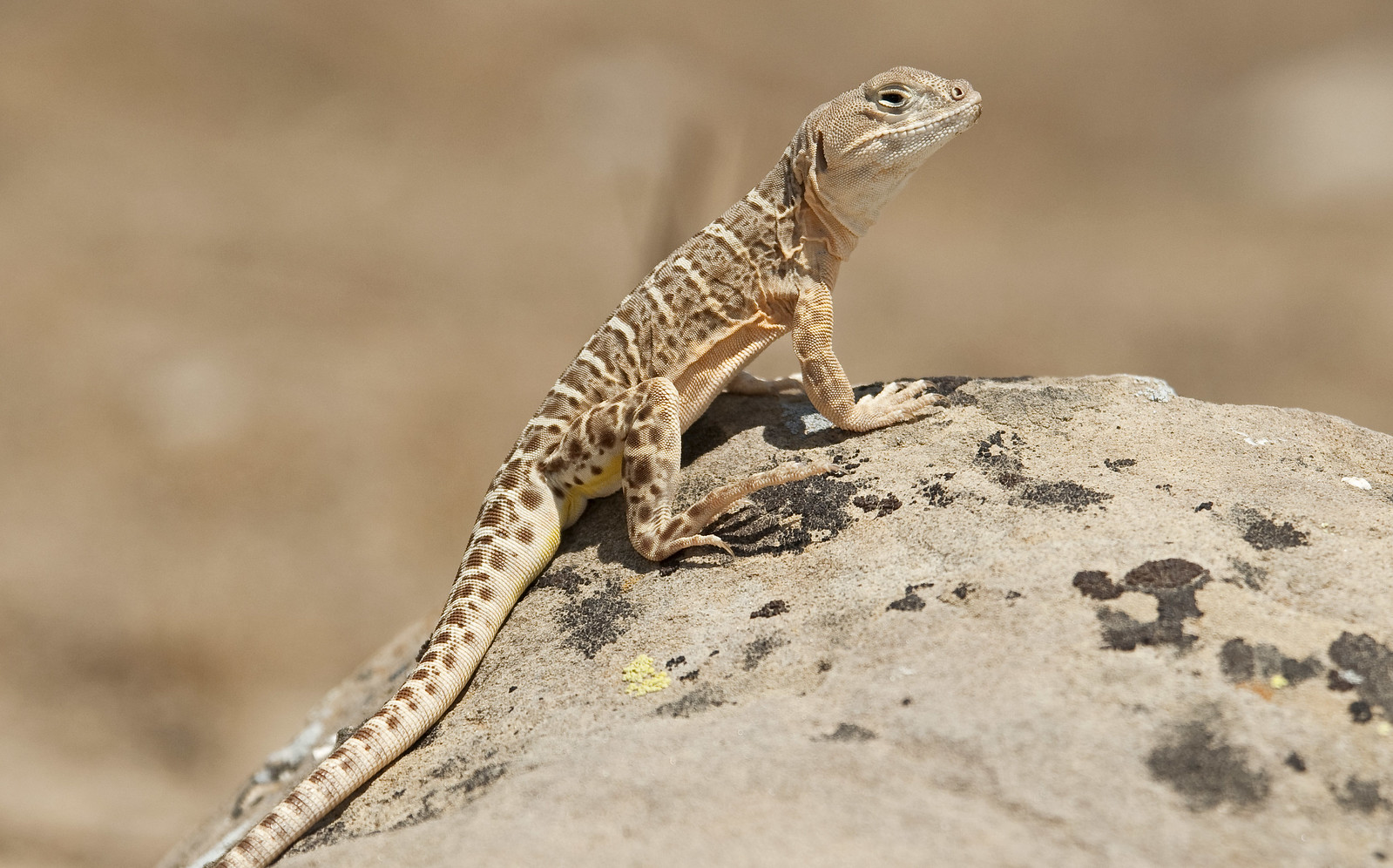 Blunt Nosed Leopard Lizard