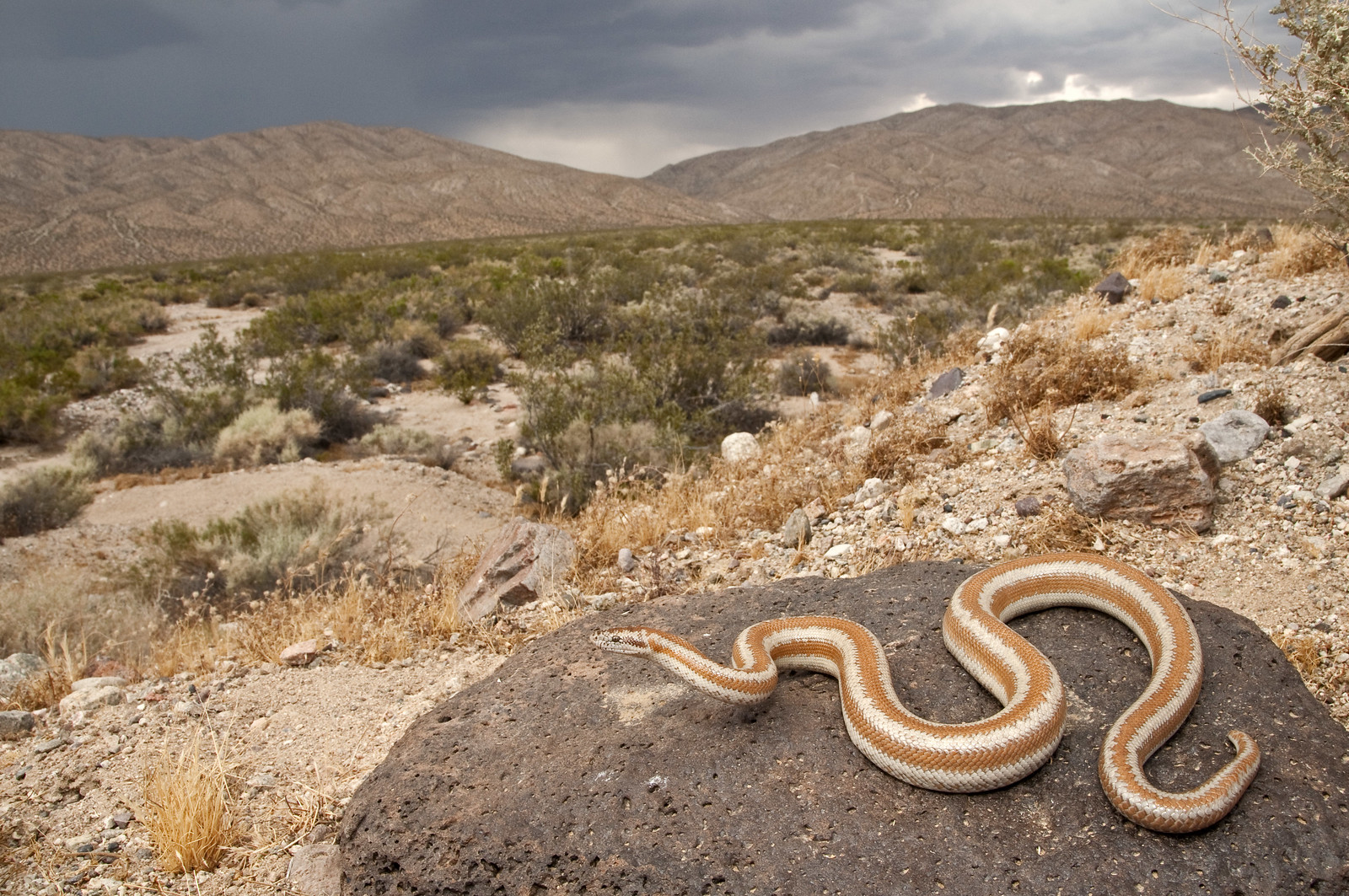 Desert Rosy Boa