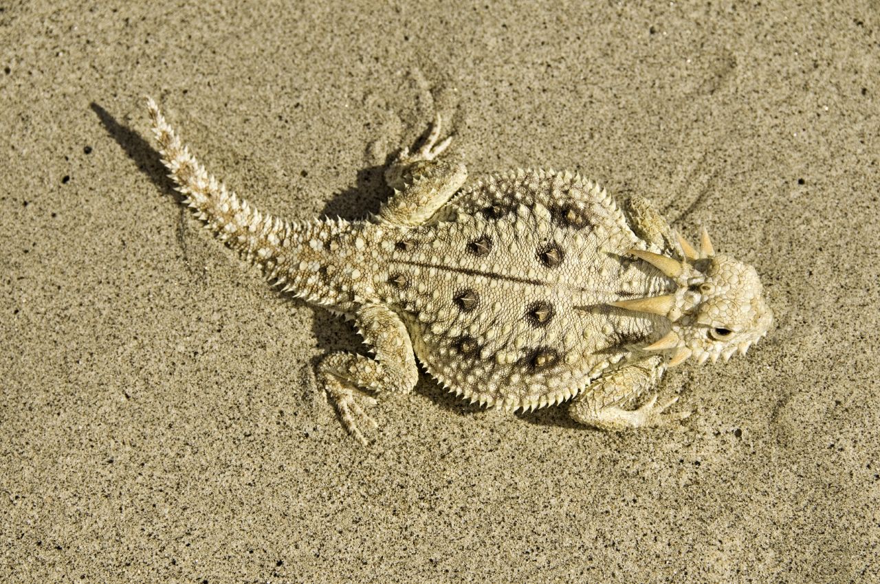 Flat Tailed Horned Lizard