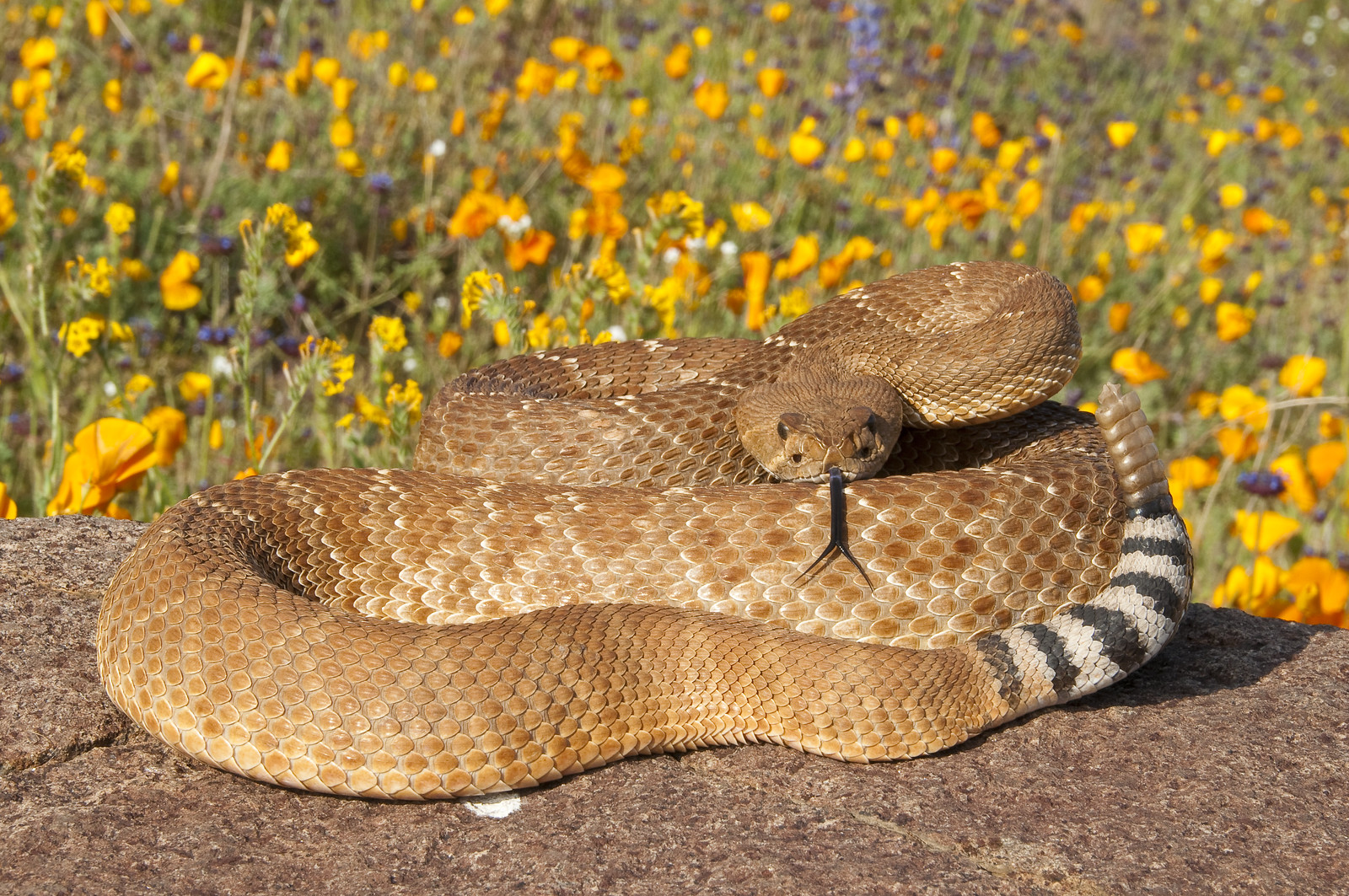 Red Diamond Rattlesnake