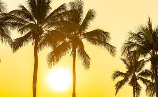 palm trees and sunset